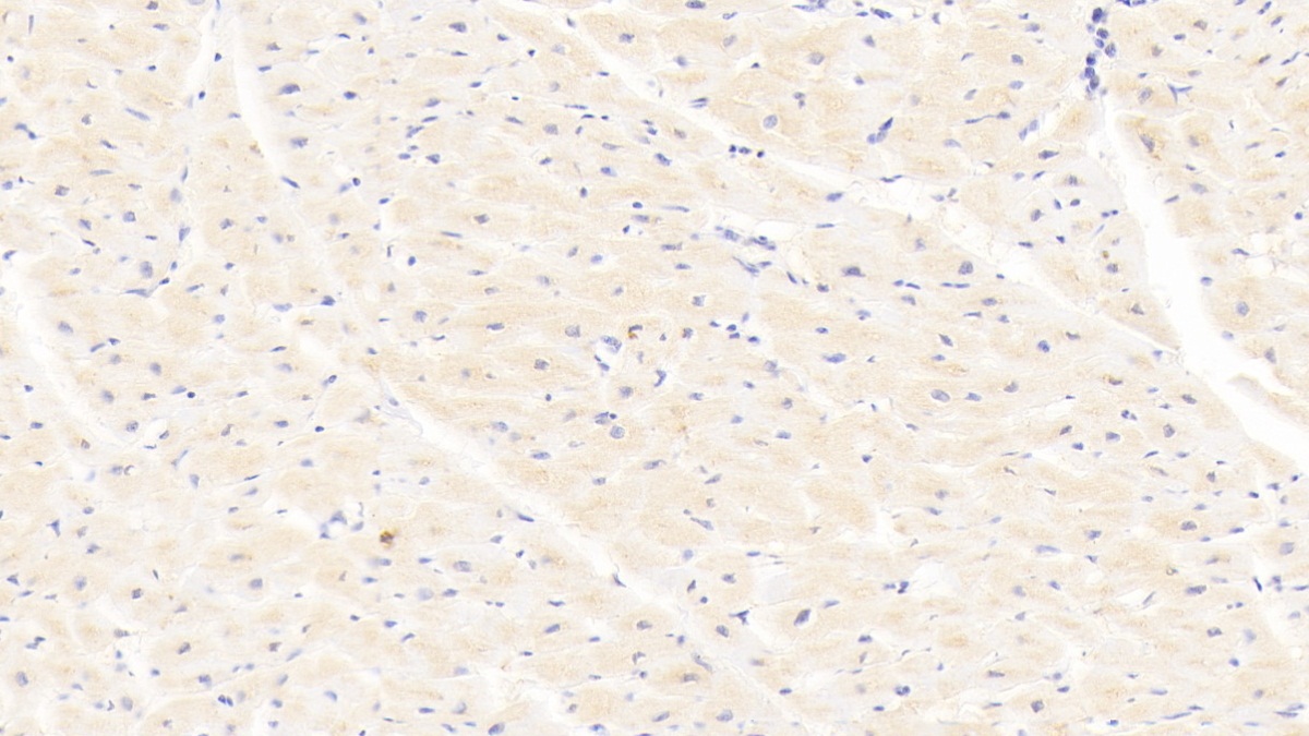 Polyclonal Antibody to Lysyl Oxidase (LOX)