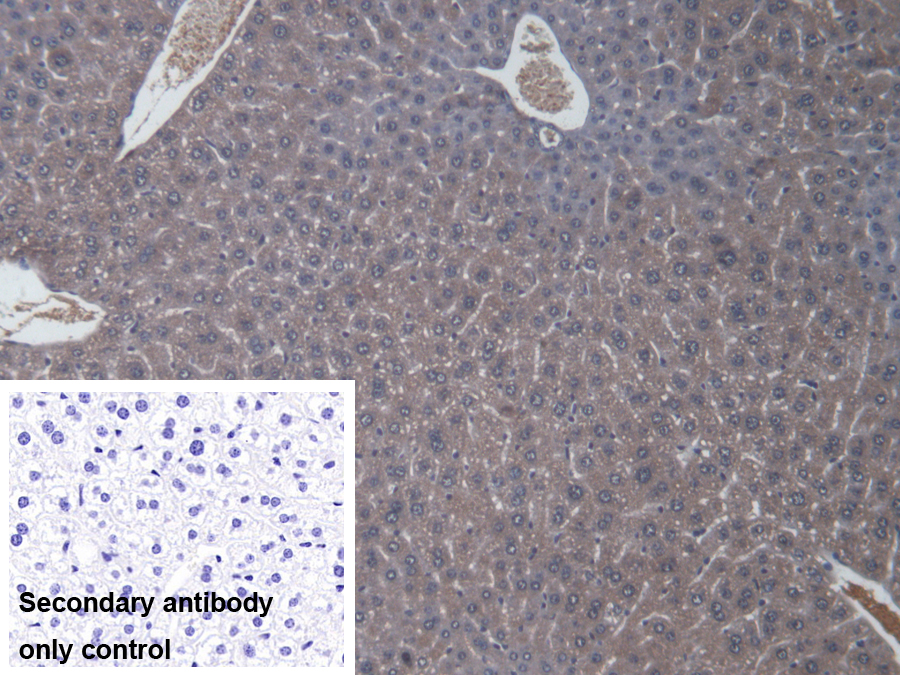 Polyclonal Antibody to Zuotin Related Factor 1 (ZRF1)