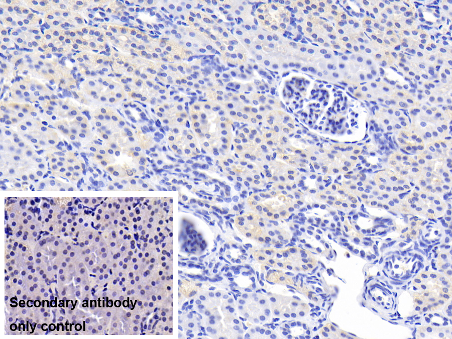 Polyclonal Antibody to Methionine Sulfoxide Reductase A (MSRA)