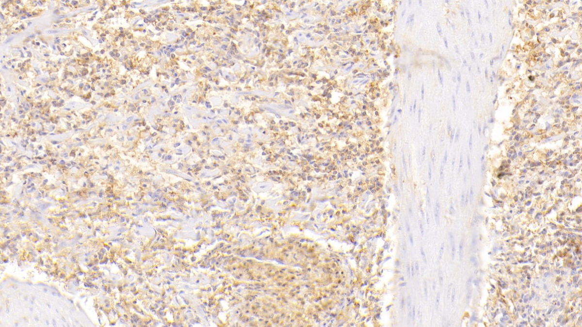 Polyclonal Antibody to Moesin (MSN)