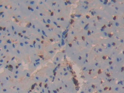 Polyclonal Antibody to Moesin (MSN)