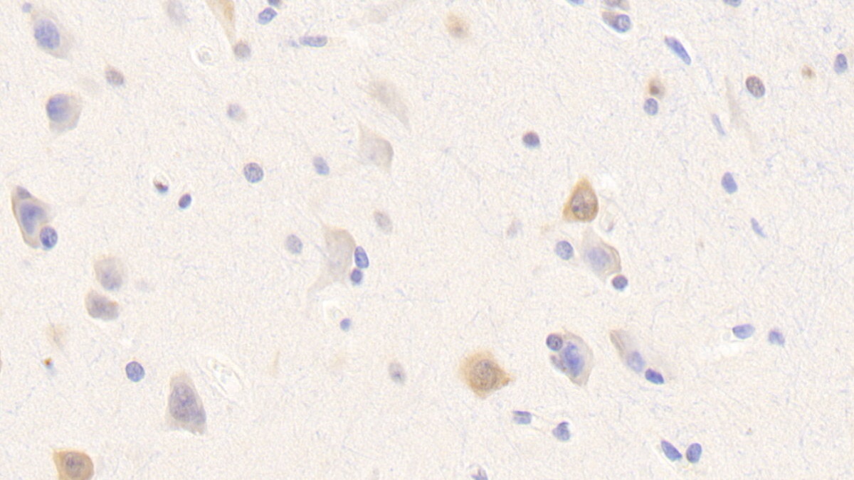 Polyclonal Antibody to Neurexophilin 1 (NXPH1)