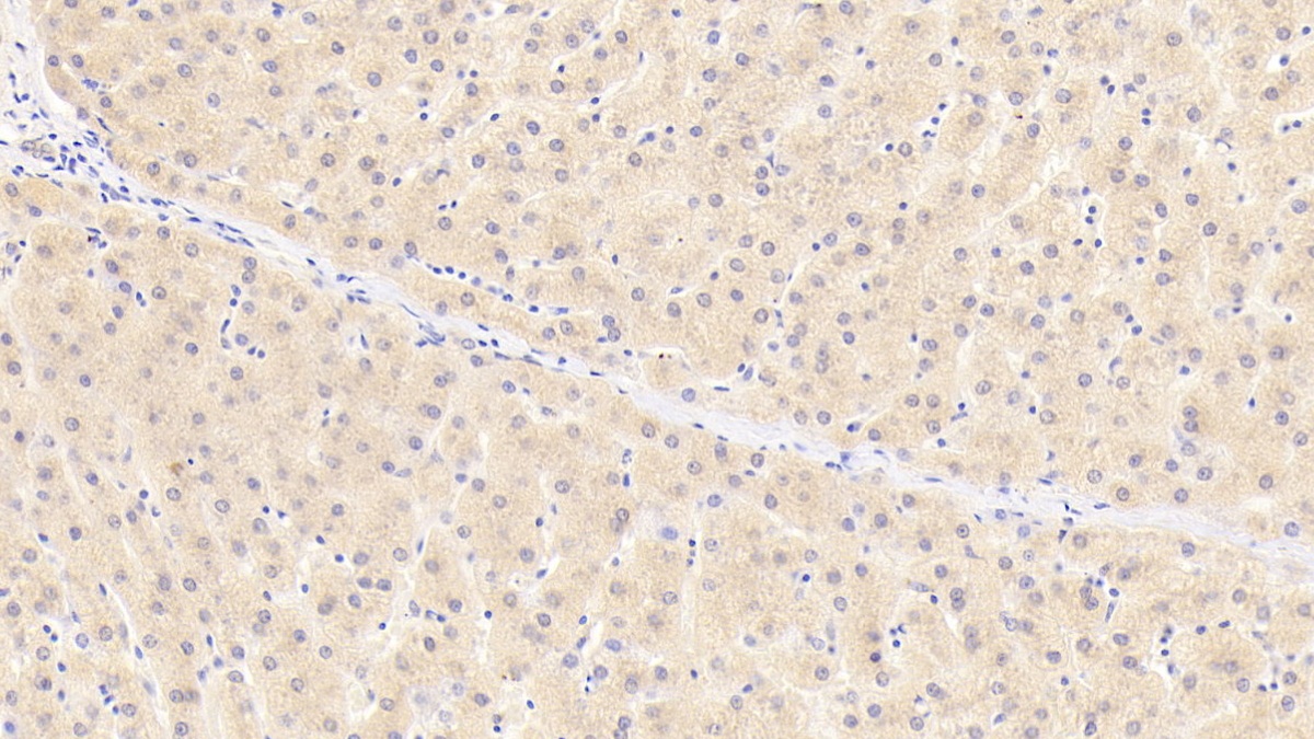 Polyclonal Antibody to Osteoglycin (OGN)