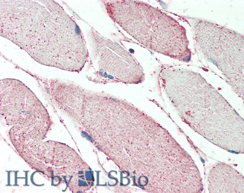 Polyclonal Antibody to Anoctamin 2 (ANO2)