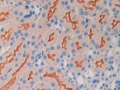 Polyclonal Antibody to Oxytocin Receptor (OXTR)