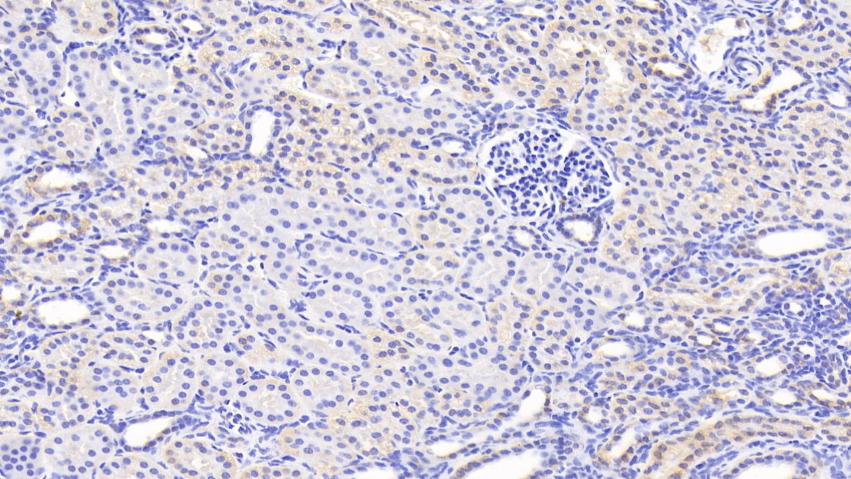 Polyclonal Antibody to Proline Dehydrogenase, Mitochondrial (PRODH)