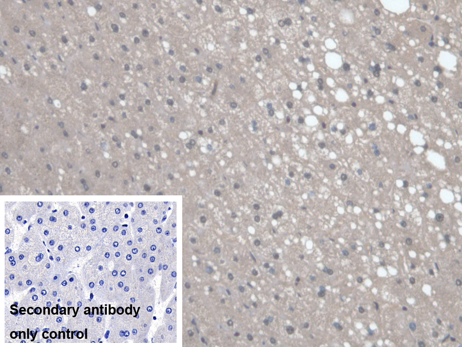 Polyclonal Antibody to Regucalcin (RGN)