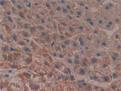 Polyclonal Antibody to Reelin (RELN)