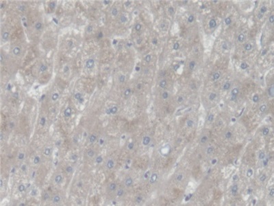 Polyclonal Antibody to Threonine Aspartase 1 (TASP1)