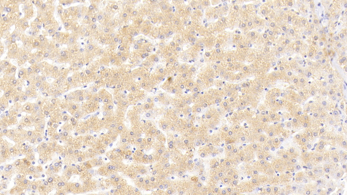 Polyclonal Antibody to Syntenin 1 (ST1)