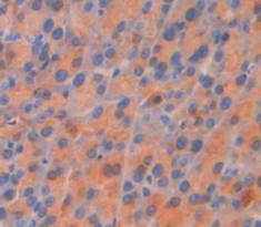 Polyclonal Antibody to Sestrin 2 (SESN2)