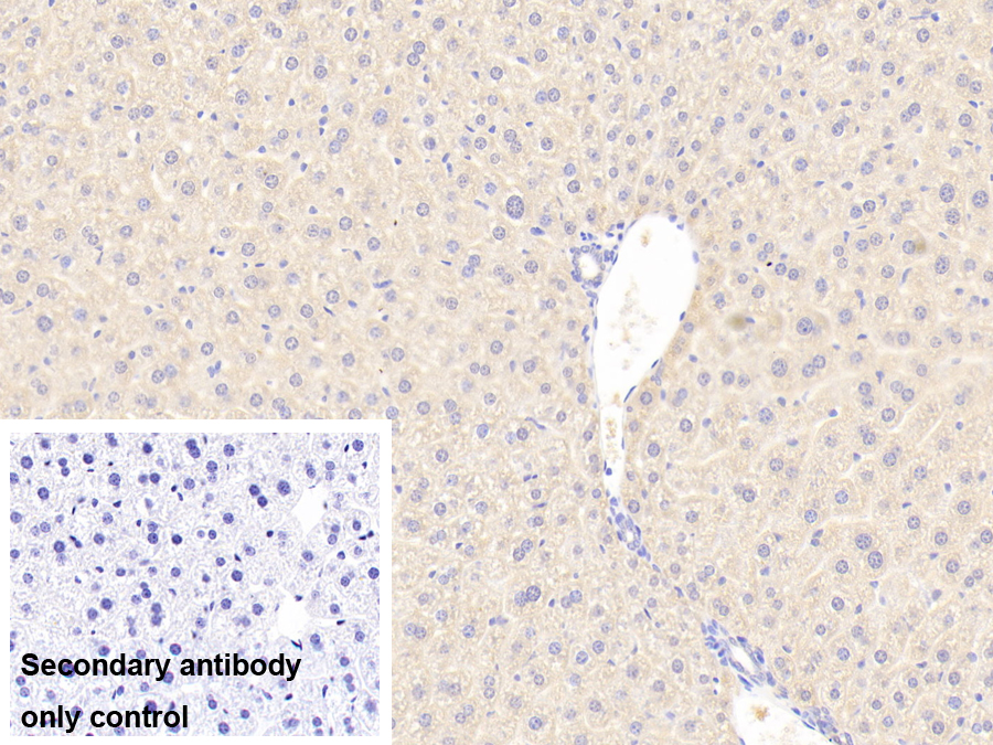 Polyclonal Antibody to Sideroflexin 1 (SFXN1)