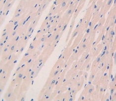 Polyclonal Antibody to Renalase (RNLS)