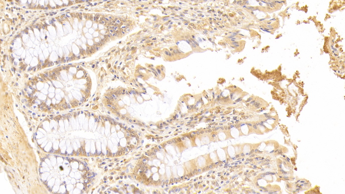 Polyclonal Antibody to Spermine Oxidase (SMOX)