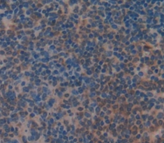 Polyclonal Antibody to Serglycin (SRGN)