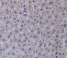 Polyclonal Antibody to Chromogranin B (CHGB)