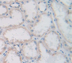 Polyclonal Antibody to Fibroblast Growth Factor 13 (FGF13)