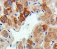 Polyclonal Antibody to Fibrinogen Like Protein 1 (FGL1)