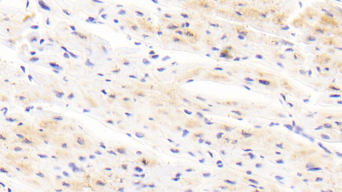 Polyclonal Antibody to Apelin (APLN)