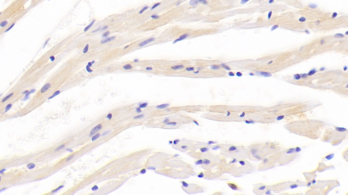 Polyclonal Antibody to Apelin (APLN)