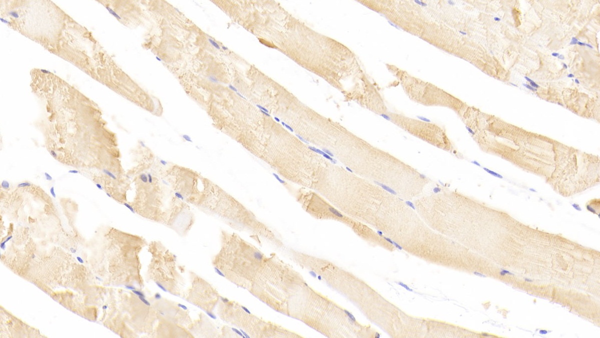 Polyclonal Antibody to Apelin (APLN)