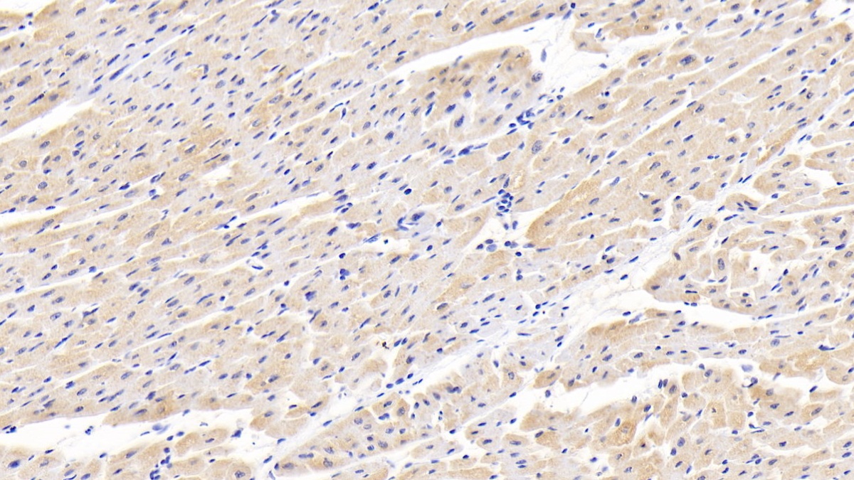 Polyclonal Antibody to Membrane Protein, Palmitoylated 3 (MPP3)