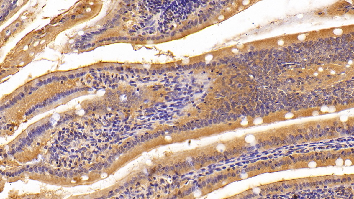 Polyclonal Antibody to Carbonic Anhydrase IV (CA4)