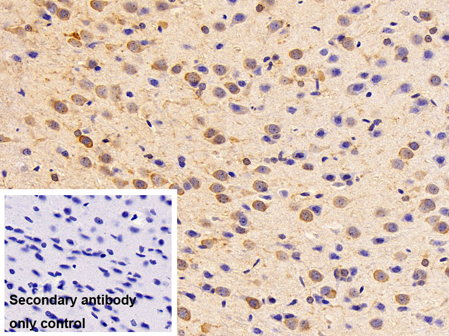 Polyclonal Antibody to Low Density Lipoprotein Receptor Related Protein Associated Protein 1 (LRPAP1)