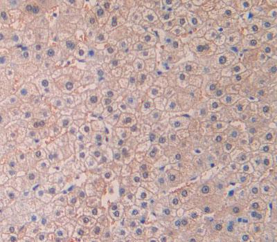 Polyclonal Antibody to Hedgehog Homolog, Desert (DHH)