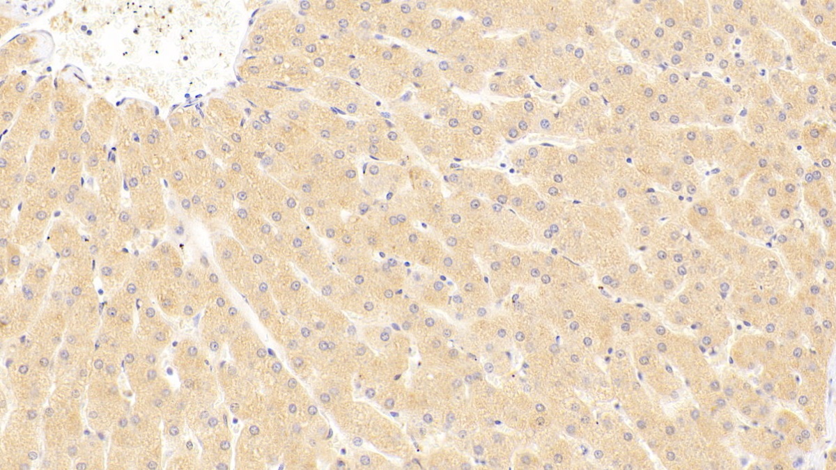 Polyclonal Antibody to Syntenin 2 (ST2)