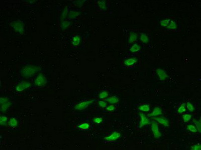 Polyclonal Antibody to Ataxin 10 (ATXN10)