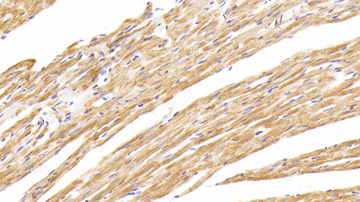 Polyclonal Antibody to Cytochrome C Oxidase Subunit II (COX2)