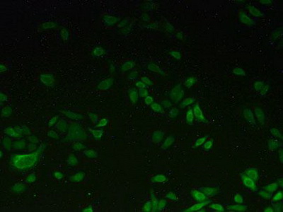 Polyclonal Antibody to Cytochrome P450 1A2 (CYP1A2)