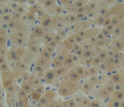 Polyclonal Antibody to Proteasome Subunit Alpha Type 1 (PSMa1)