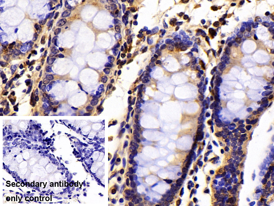 Polyclonal Antibody to Heat Shock Protein 90kDa Alpha B1 (HSP90aB1)