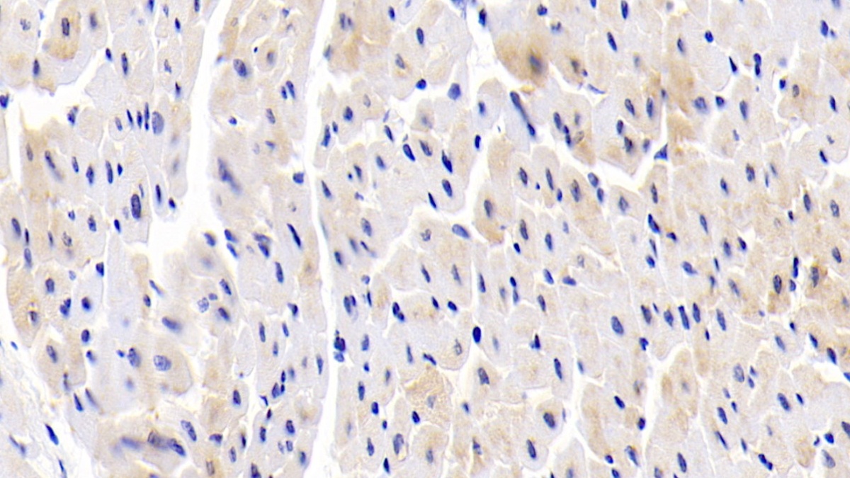 Polyclonal Antibody to ATP Binding Cassette Transporter B7 (ABCB7)