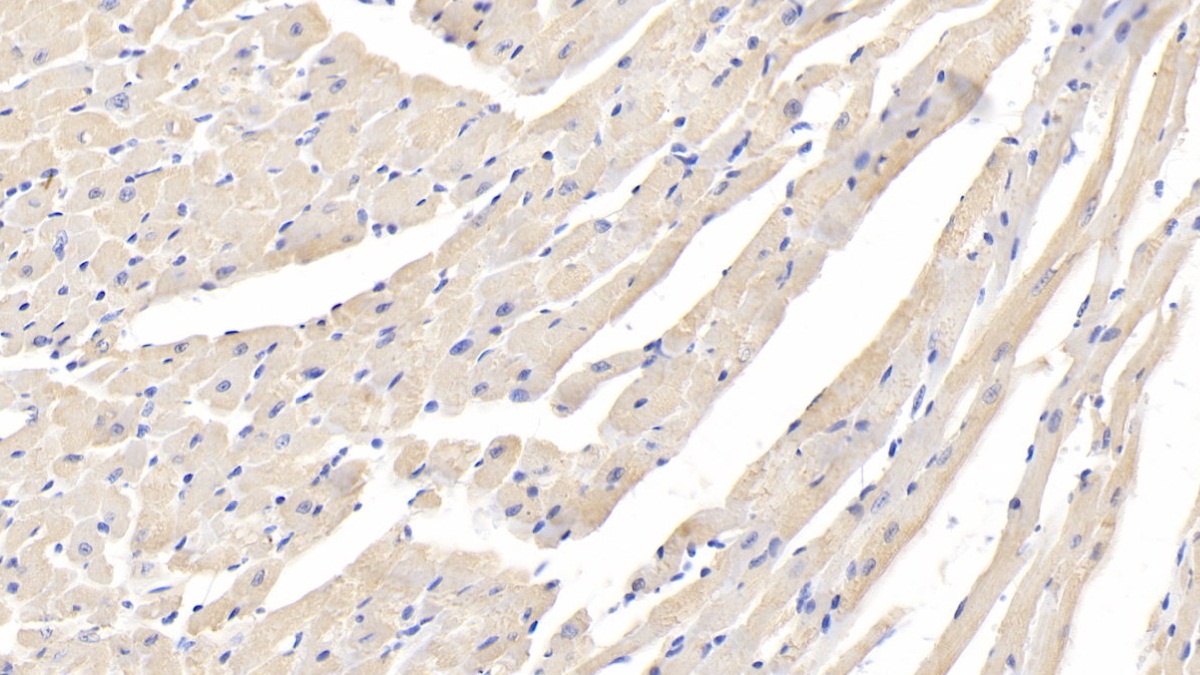 Polyclonal Antibody to ATP Binding Cassette Transporter B7 (ABCB7)