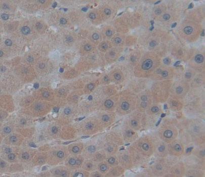 Polyclonal Antibody to Antitrypsin Related Protein (ATR)