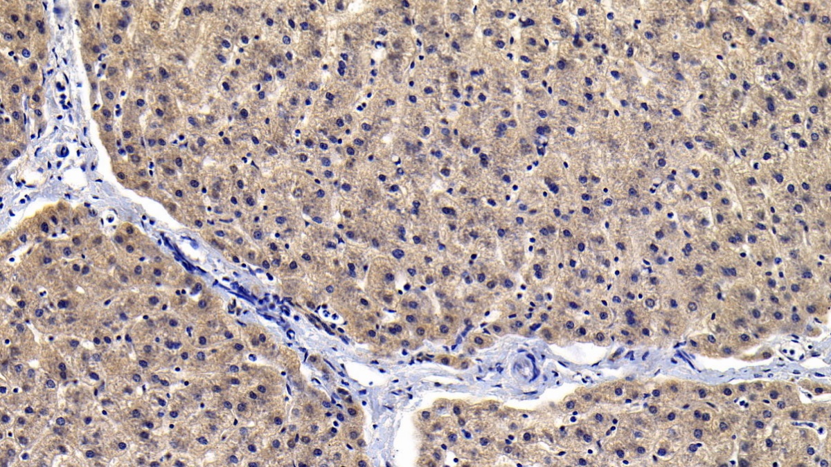 Polyclonal Antibody to Kynureninase (KYNU)