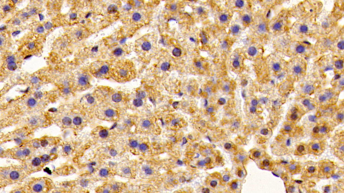 Polyclonal Antibody to Preprooxytocin (OT)