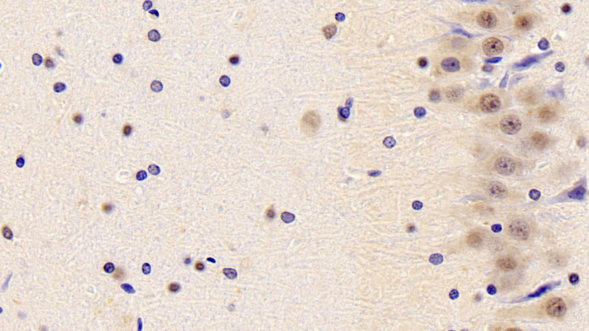 Polyclonal Antibody to Topoisomerase I, Mitochondrial (TOP1MT)