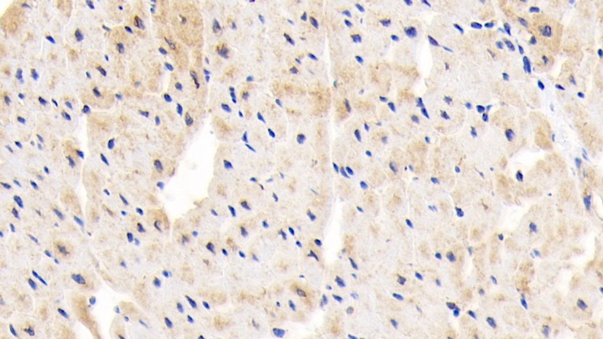 Polyclonal Antibody to Phospholipase C Like Protein 1 (PLCL1)