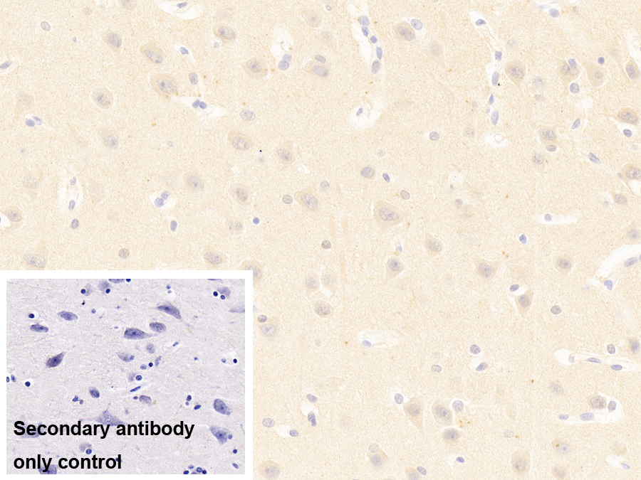 Polyclonal Antibody to Protocadherin Beta 15 (PCDHb15)