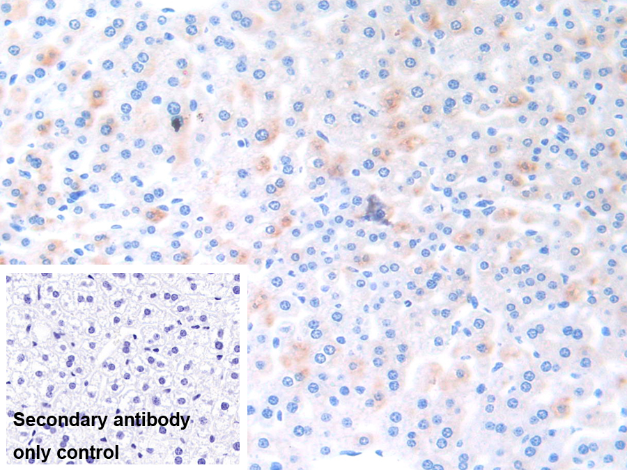 Polyclonal Antibody to Ephrin A4 (EFNA4)