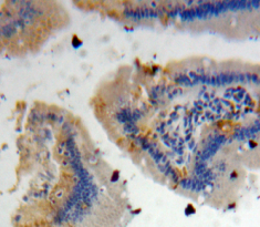 Polyclonal Antibody to Defensin Alpha 4, Corticostatin (DEFa4)