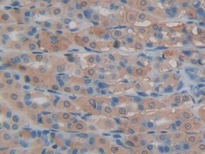 Polyclonal Antibody to Lipocalin 8 (LCN8)