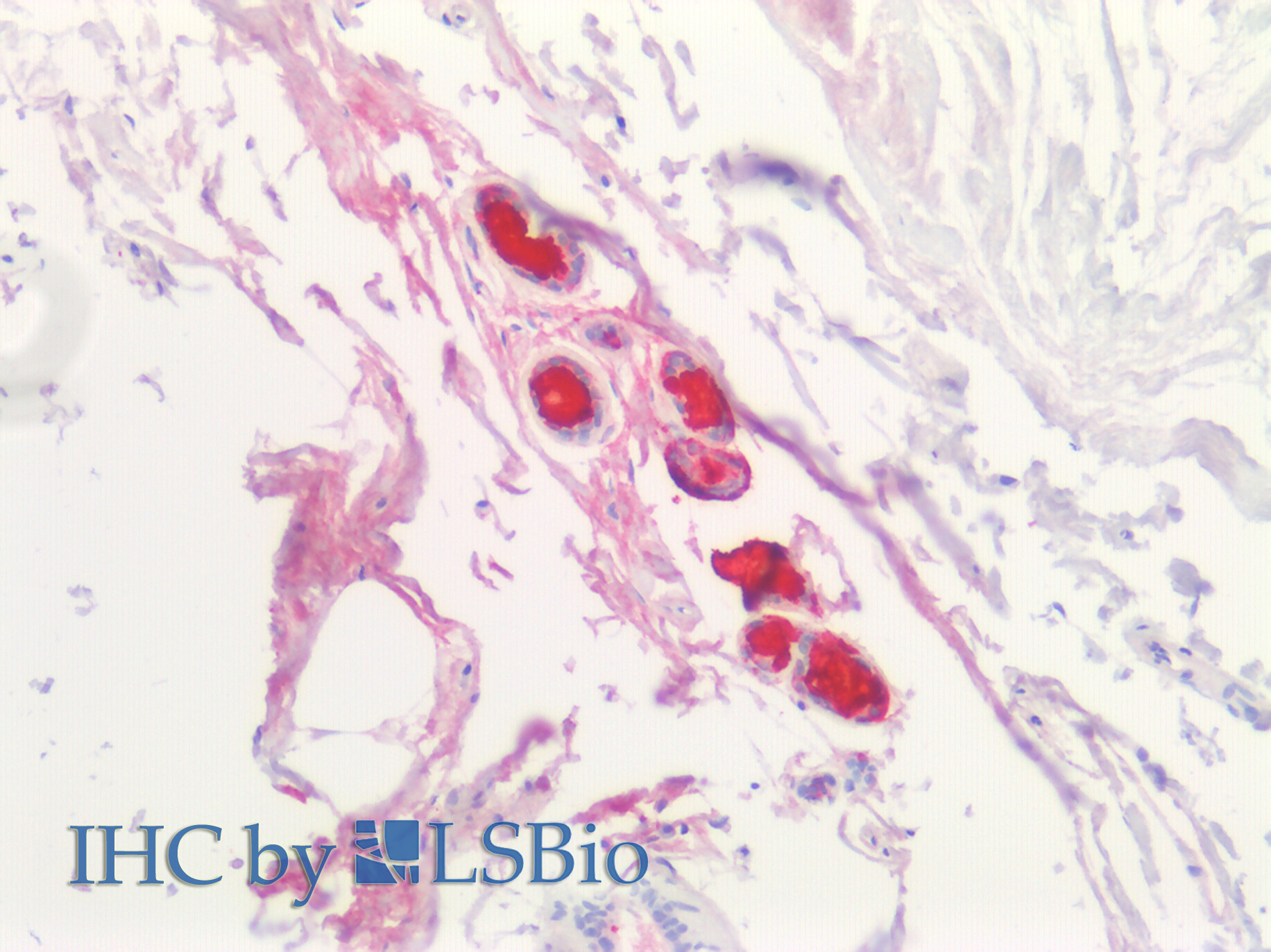 Polyclonal Antibody to Lipophilin B, Prostatein Like (LIPB)