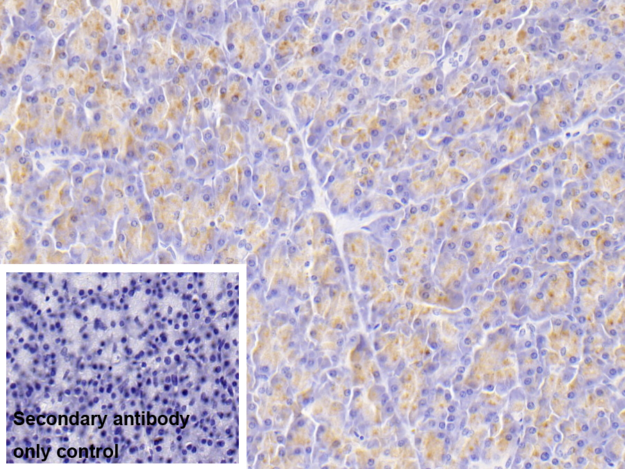 Polyclonal Antibody to Elastase 3A (ELA3A)