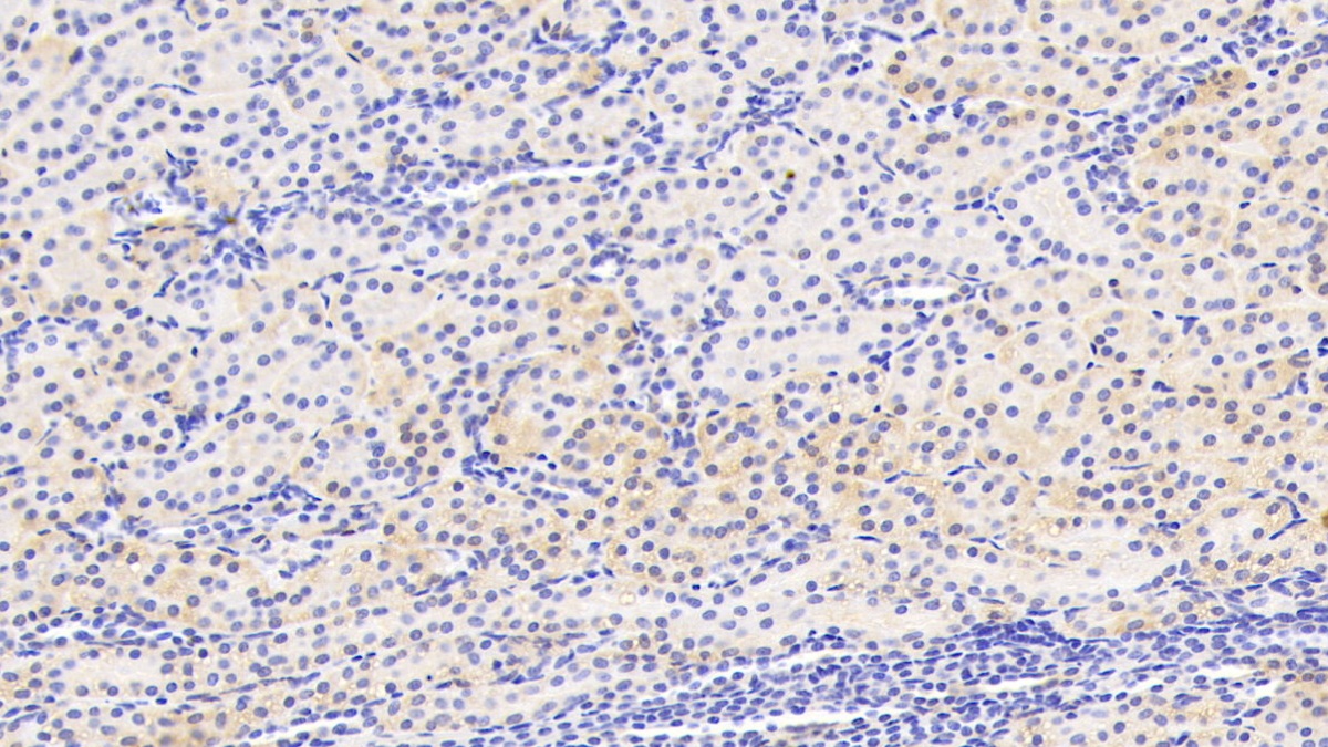 Polyclonal Antibody to Homogentisate-1,2-Dioxygenase (HGD)