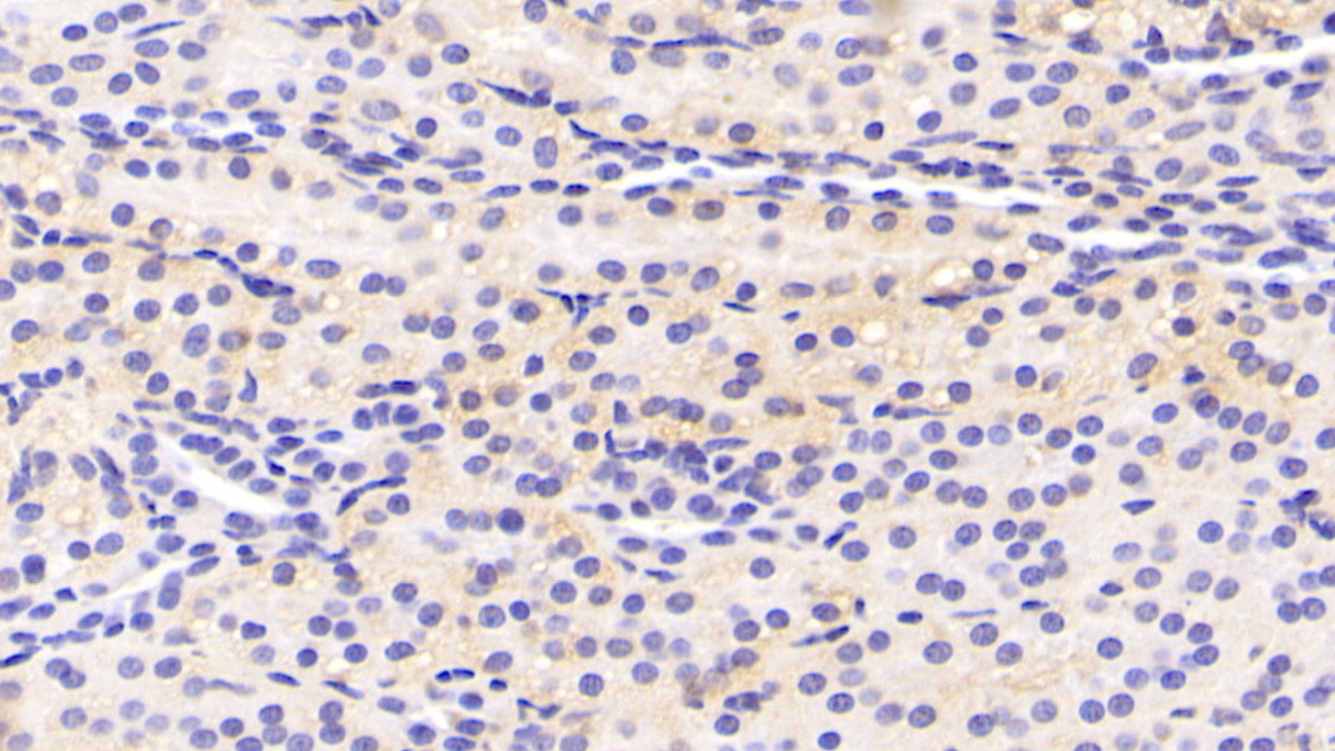 Polyclonal Antibody to Homogentisate-1,2-Dioxygenase (HGD)